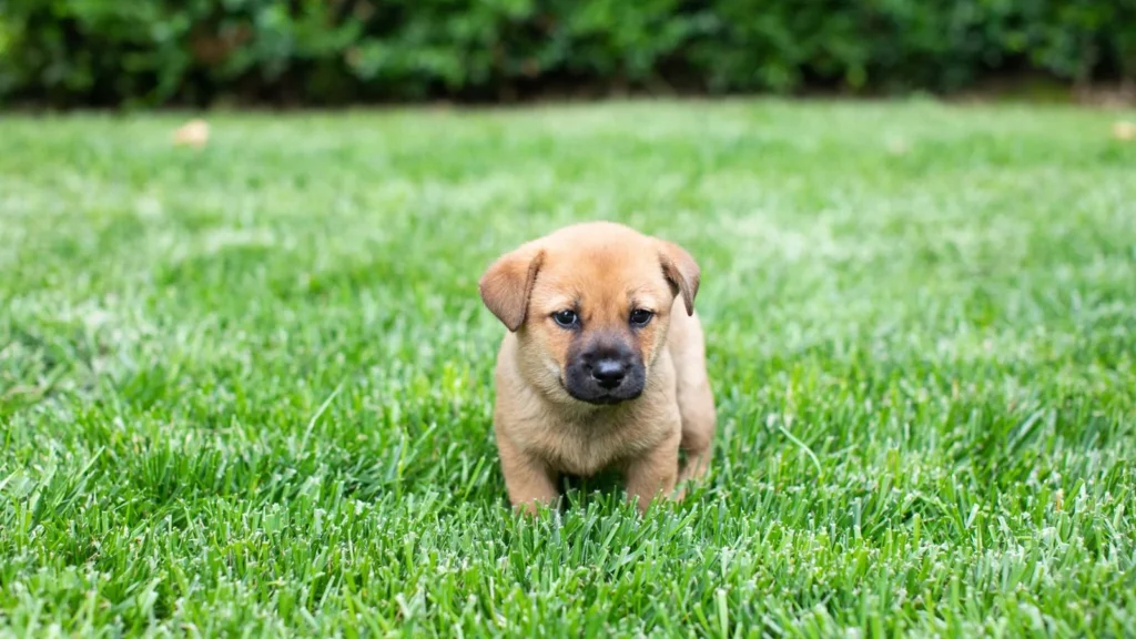 Puppy potty schedule: small tan puppy sitting on a green lawn