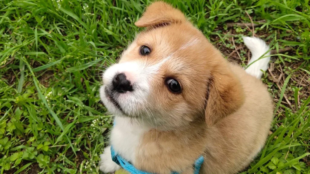 Tan and white puppy sitting in the grass looking up