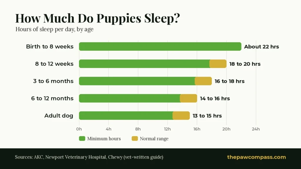 Chart of how much puppies sleep by age: about 22 hours to 8 weeks, 18 to 20 at 8 to 12 weeks, 16 to 18 at 3 to 6 months, 14 to 16 at 6 to 12 months, 13 to 15 for adults