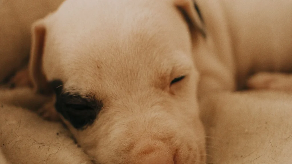 Puppy sleep routine: white puppy napping in a soft dog bed