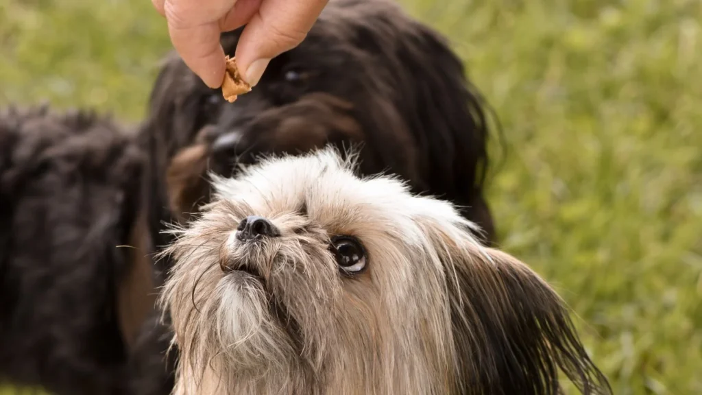Shih Tzu puppy looking up at a small treat held in a hand