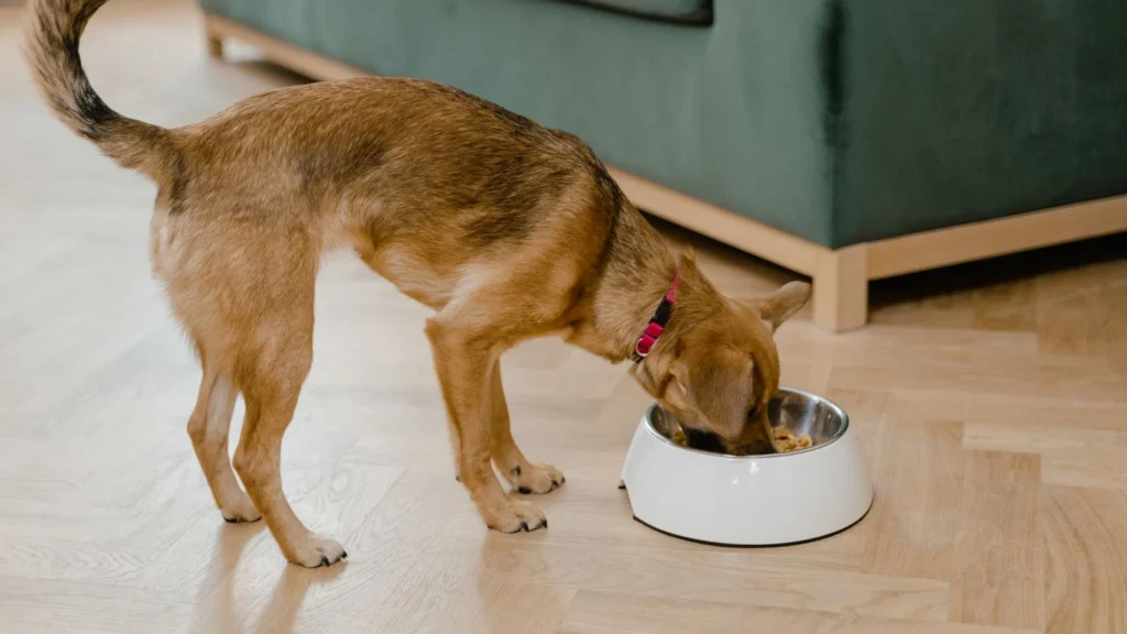 Small brown dog eating from a white food bowl indoors