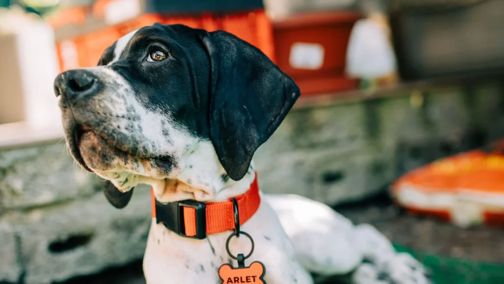 Black and white spotted puppy with an orange collar lying on green turf