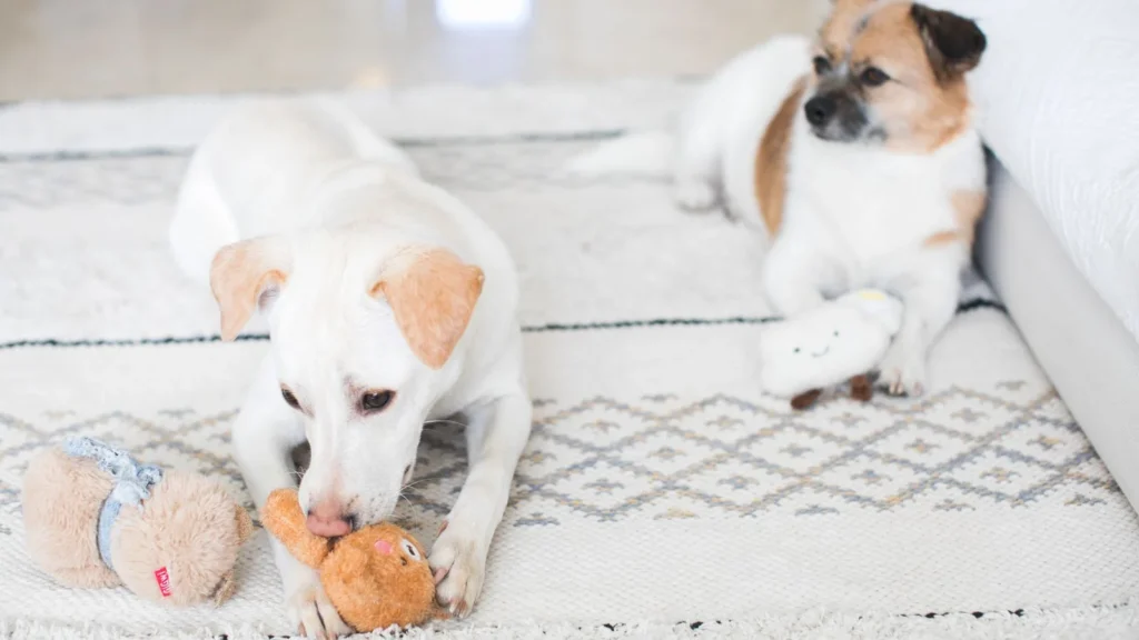 Two small dogs lying on a rug with plush toys