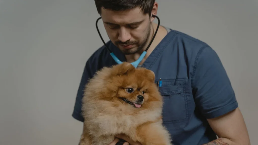 Veterinarian holding a fluffy Pomeranian during a checkup