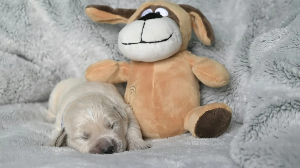 Very young puppy sleeping on a soft blanket next to a stuffed toy dog